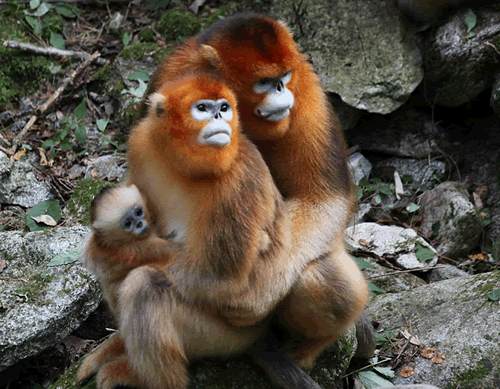 汉中有这么多国家级的自然保护区，你知道几个？