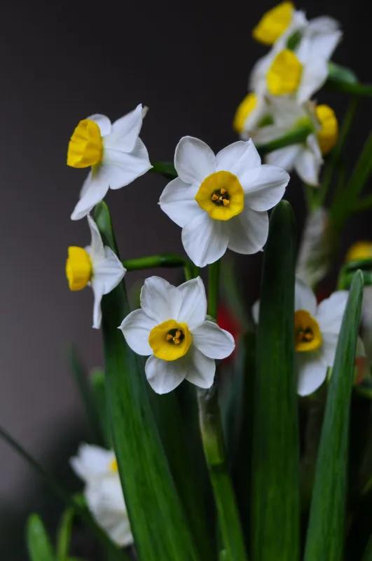 水仙， 别称：凌波仙子、玉玲珑、金银台、水仙花