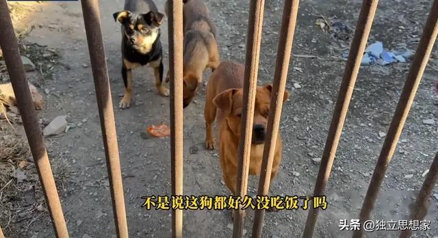 后续！东北雨姐最新近况：常年雇人干活，村民评价两极分化严重