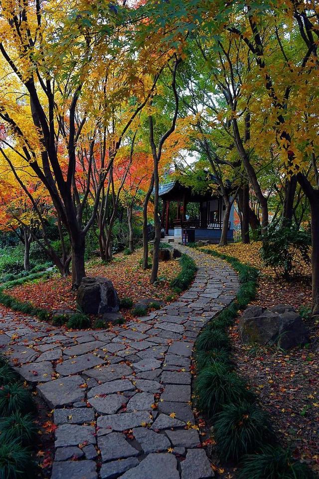 秋霞枫情，唯美时光