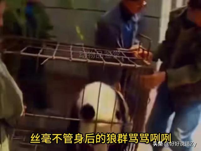 北川是唯一掏狼崽子反而让自己有了国家编制的熊猫