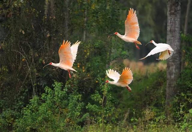 汉中有这么多国家级的自然保护区，你知道几个？