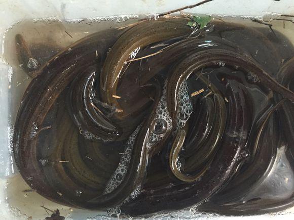 小池塘玩直播，教你怎么用可乐瓶抓黄鳝