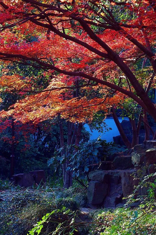 秋霞枫情，唯美时光