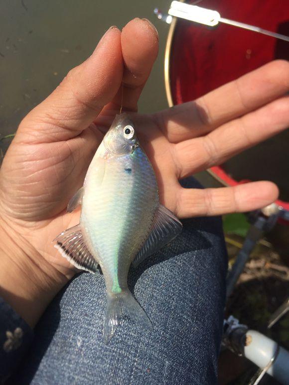 小池塘玩直播，教你怎么用可乐瓶抓黄鳝