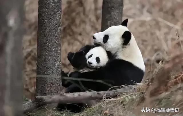 大熊猫张卡,这就是传说中半夜还在热舞的 Queen 卡!