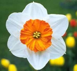 女主播水仙的资料(水仙， 别称：凌波仙子、玉玲珑、金银台、水仙花)