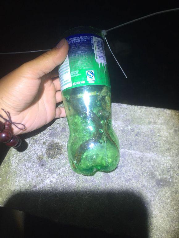 小池塘玩直播，教你怎么用可乐瓶抓黄鳝