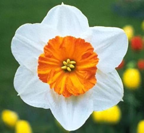 水仙， 别称：凌波仙子、玉玲珑、金银台、水仙花