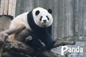 熊猫女主播 淼淼(每周一只猫｜“六水公主”：大熊猫“淼淼”)