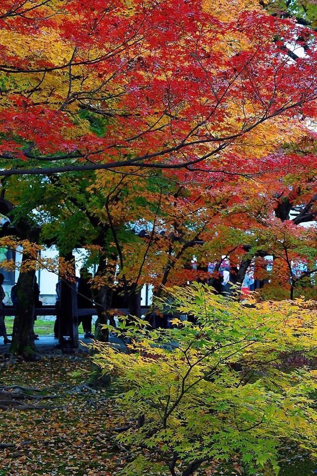 秋霞枫情，唯美时光