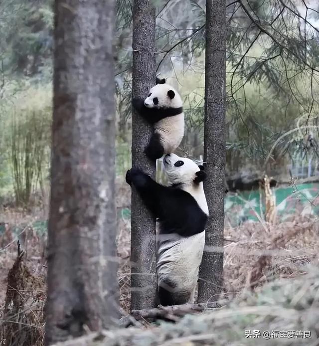 大熊猫张卡,这就是传说中半夜还在热舞的 Queen 卡!