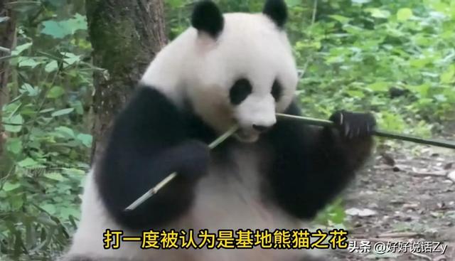 北川是唯一掏狼崽子反而让自己有了国家编制的熊猫