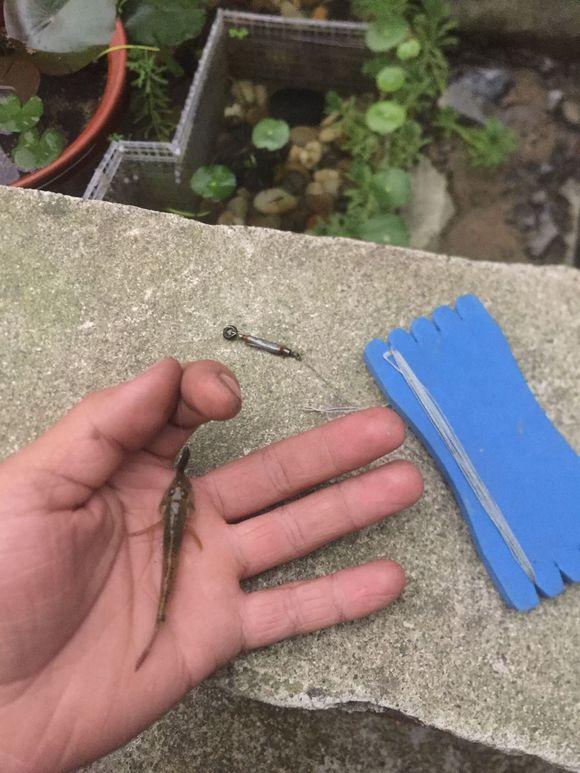 小池塘玩直播，教你怎么用可乐瓶抓黄鳝