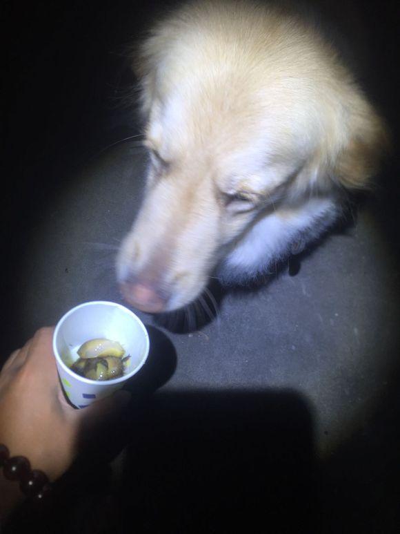 小池塘玩直播，教你怎么用可乐瓶抓黄鳝