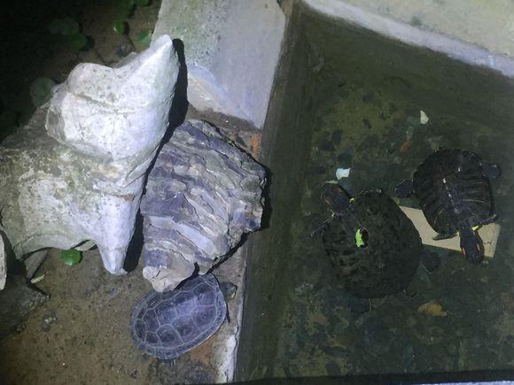 小池塘玩直播，教你怎么用可乐瓶抓黄鳝