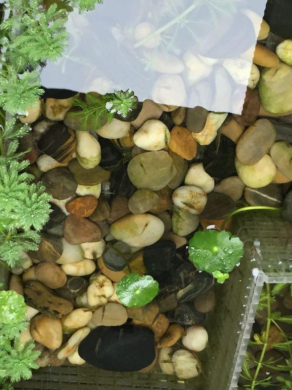 小池塘玩直播，教你怎么用可乐瓶抓黄鳝