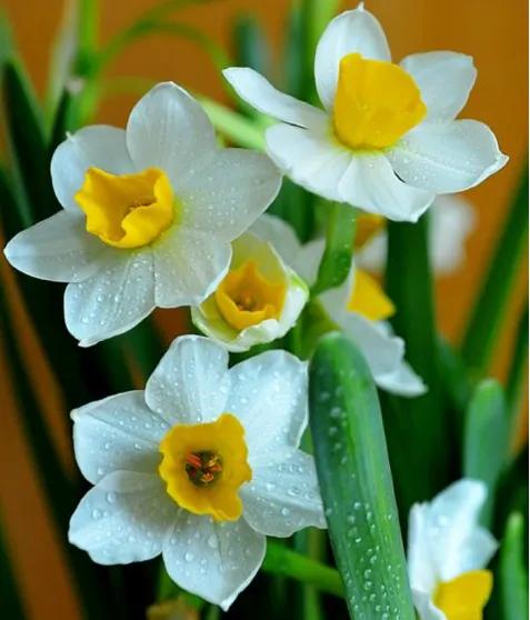 水仙， 别称：凌波仙子、玉玲珑、金银台、水仙花