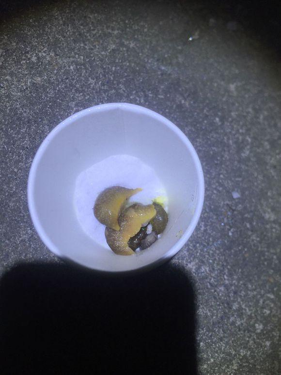 小池塘玩直播，教你怎么用可乐瓶抓黄鳝