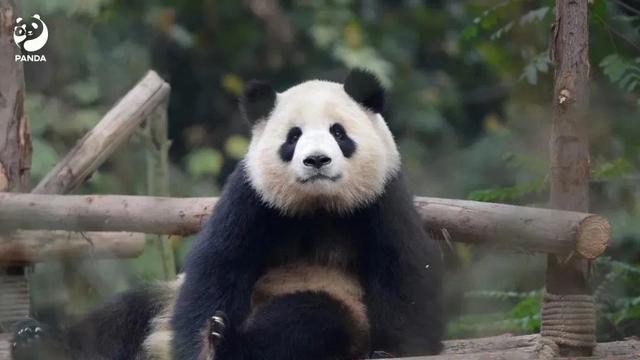每周一只猫|“六水公主”:大熊猫“淼淼”