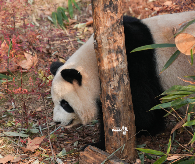 “滚滚”美照:大熊猫“淼淼”