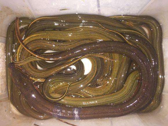 小池塘玩直播，教你怎么用可乐瓶抓黄鳝