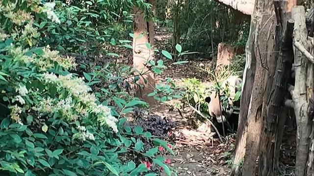 汪汪和玛利亚带兰娜夏娃看大熊猫搭帐篷，激动热舞，羡慕川美蜀乐