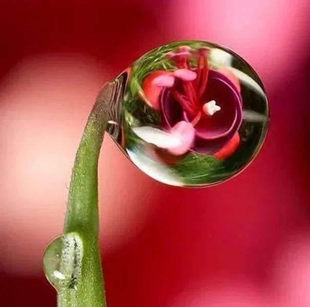 《露珠》儿童主播:熊思颜~明星小主播团队诵读作品展播