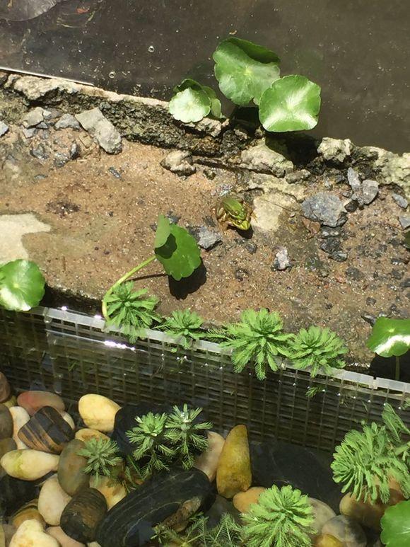 小池塘玩直播，教你怎么用可乐瓶抓黄鳝