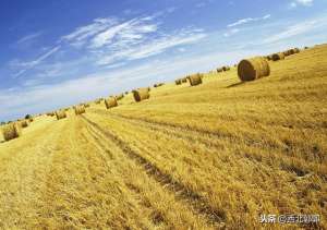 女主播暖暖草粉(喂羊的秸秆饲料物理加工技术有哪些？需要注意的事项是什么？)