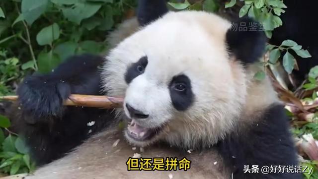 北川是唯一掏狼崽子反而让自己有了国家编制的熊猫