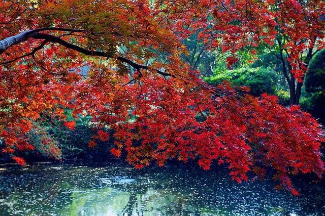 秋霞枫情，唯美时光