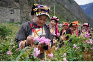 韩国女主播 玫瑰种子(2021天府人物推介丨小金“玫瑰姐”陈望慧：一朵玫瑰带富千万家)