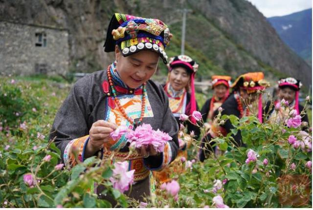 2021天府人物推介丨小金“玫瑰姐”陈望慧：一朵玫瑰带富千万家