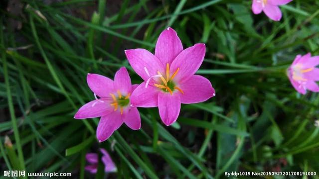 水仙， 别称：凌波仙子、玉玲珑、金银台、水仙花