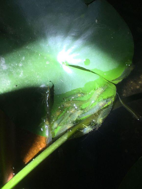 小池塘玩直播，教你怎么用可乐瓶抓黄鳝