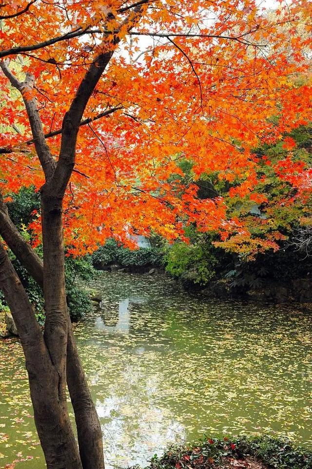 秋霞枫情，唯美时光