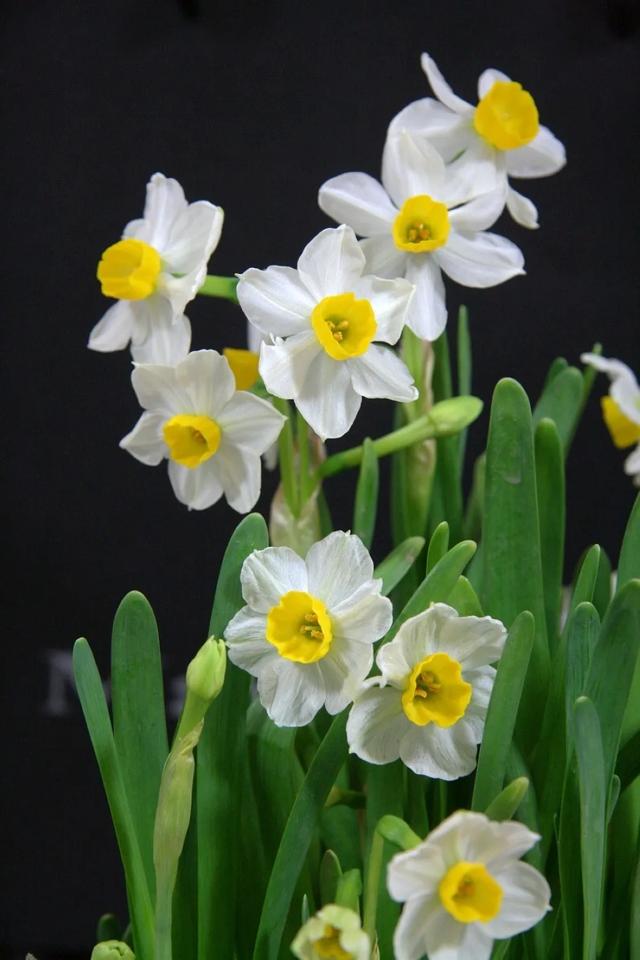 水仙， 别称：凌波仙子、玉玲珑、金银台、水仙花