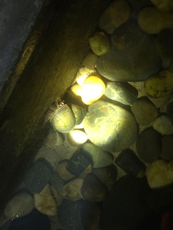 小池塘玩直播，教你怎么用可乐瓶抓黄鳝