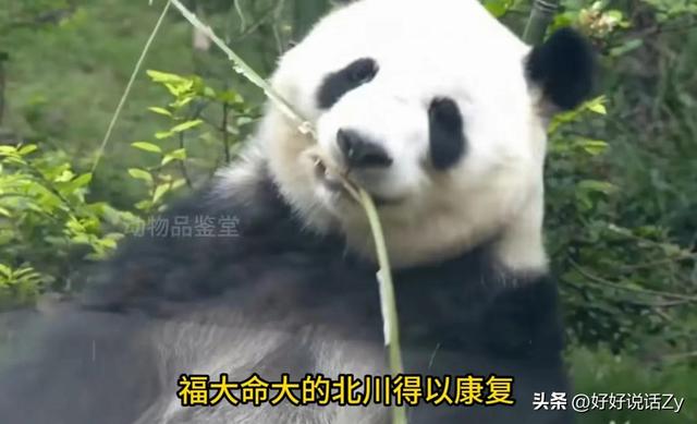 北川是唯一掏狼崽子反而让自己有了国家编制的熊猫