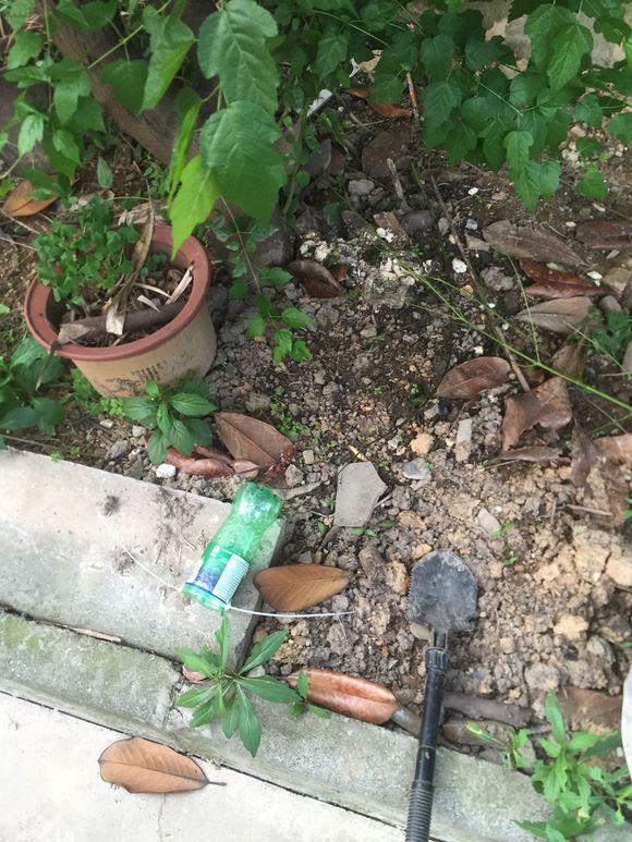 小池塘玩直播，教你怎么用可乐瓶抓黄鳝