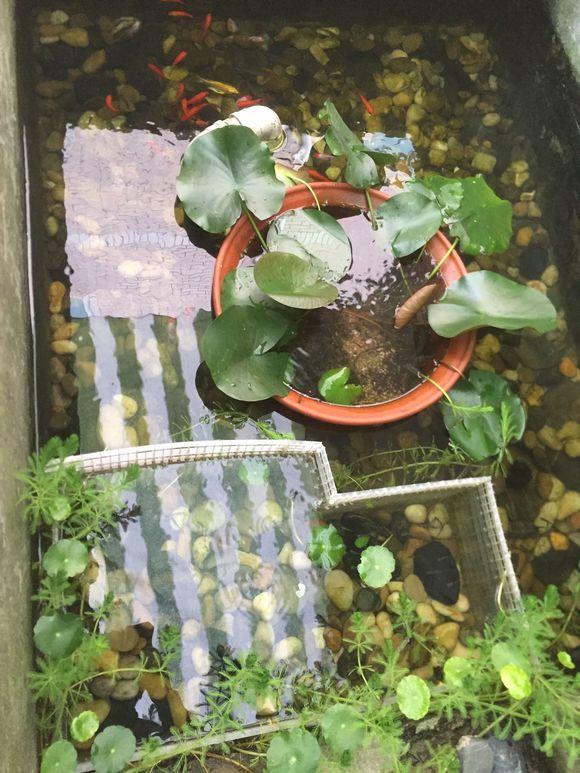 小池塘玩直播，教你怎么用可乐瓶抓黄鳝