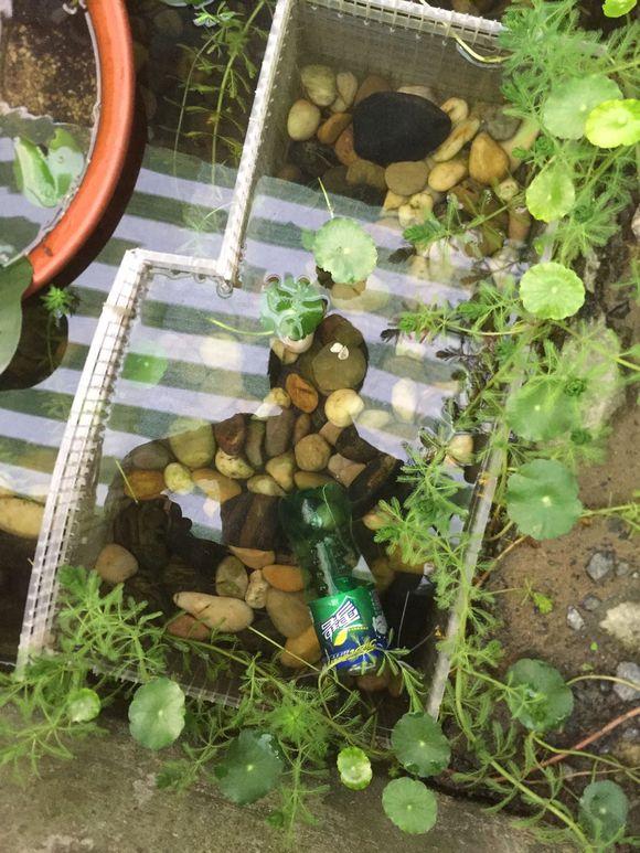 小池塘玩直播，教你怎么用可乐瓶抓黄鳝