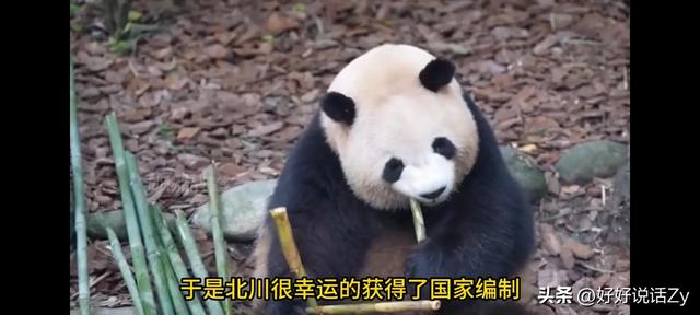 北川是唯一掏狼崽子反而让自己有了国家编制的熊猫