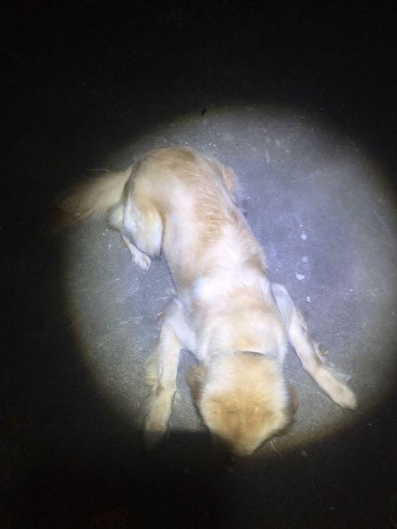 小池塘玩直播，教你怎么用可乐瓶抓黄鳝