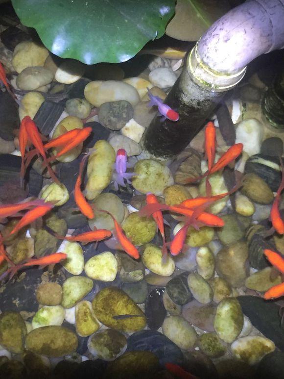 小池塘玩直播，教你怎么用可乐瓶抓黄鳝