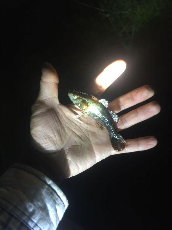 小池塘玩直播，教你怎么用可乐瓶抓黄鳝