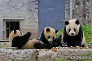 熊猫女主播热舞大全(大熊猫张卡，这就是传说中半夜还在热舞的 Queen 卡)