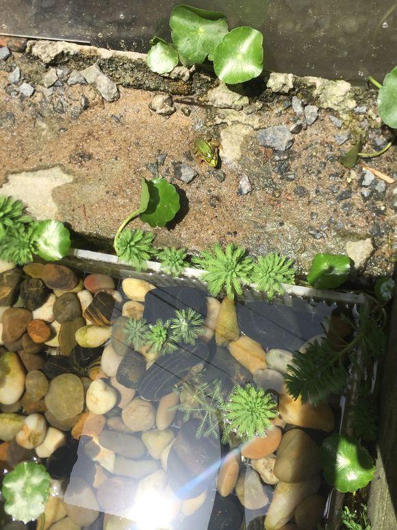 小池塘玩直播，教你怎么用可乐瓶抓黄鳝