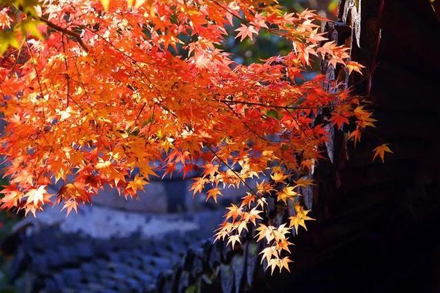 秋霞枫情，唯美时光